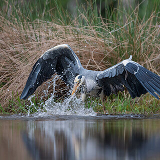 Rothiemurchus - Grey heron
